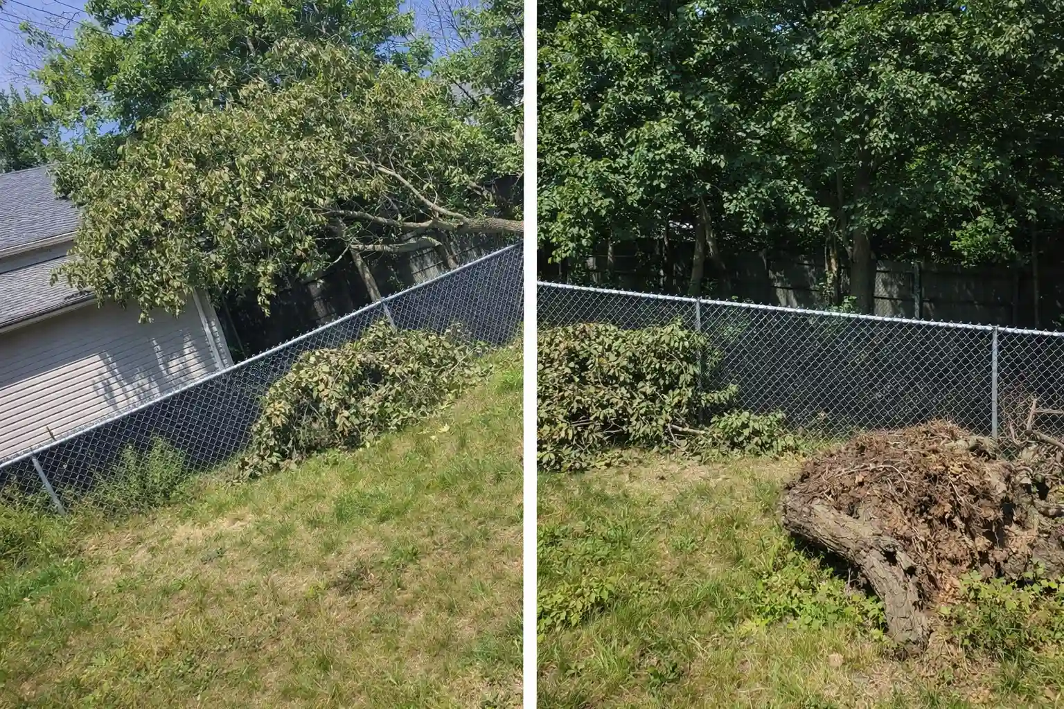 Professional Tree Service in Buffalo NY