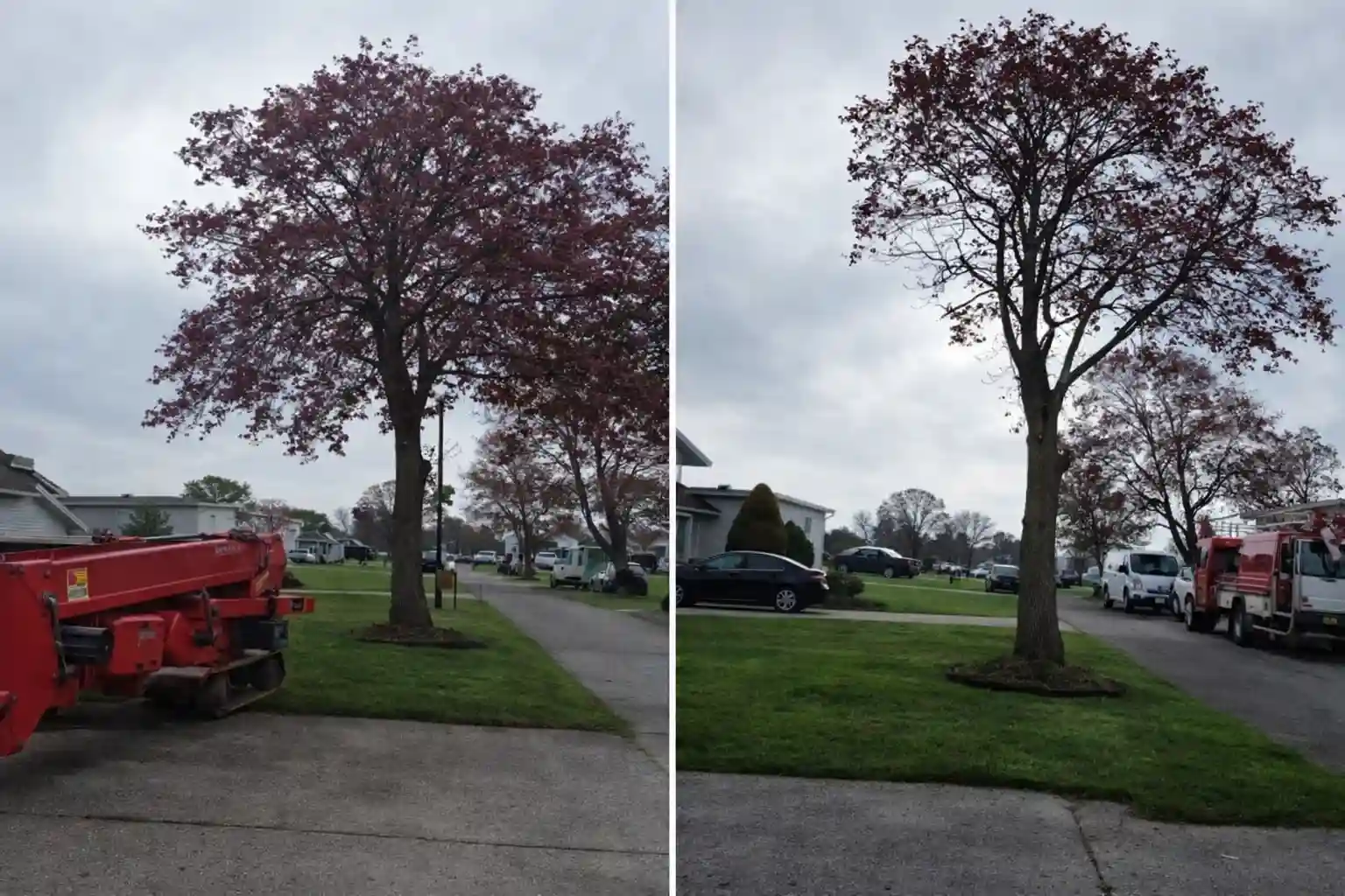 Tree Trimming Service Buffalo NY