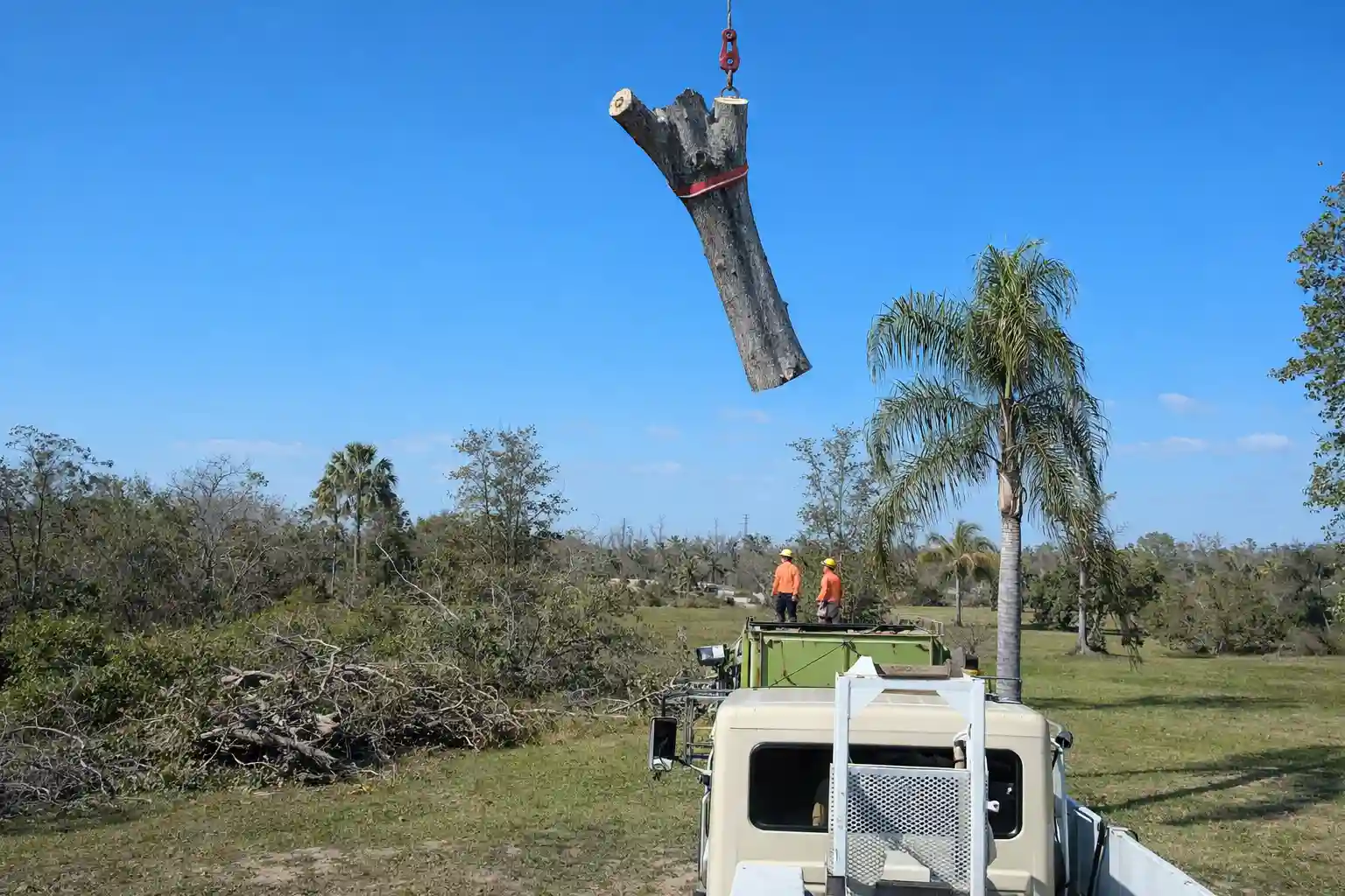 Tree and Stump Removal Buffalo NY